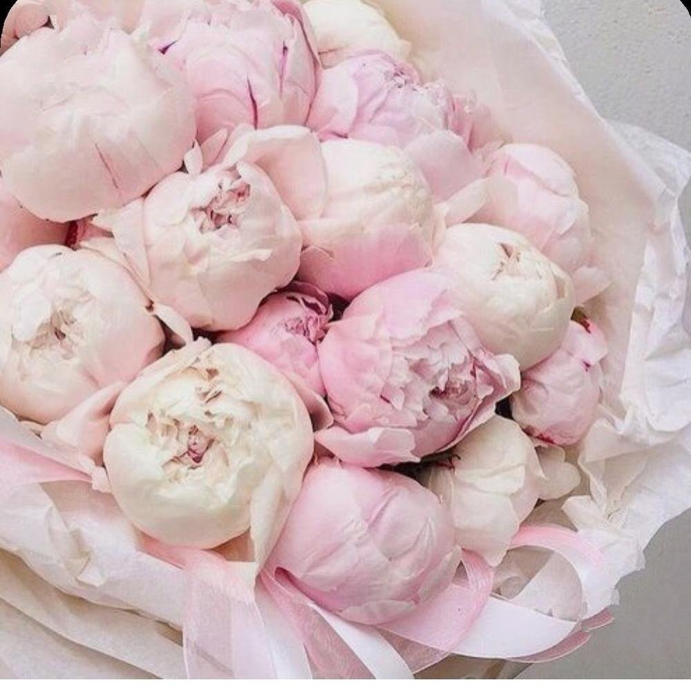 Пионы нераспустившиеся букет