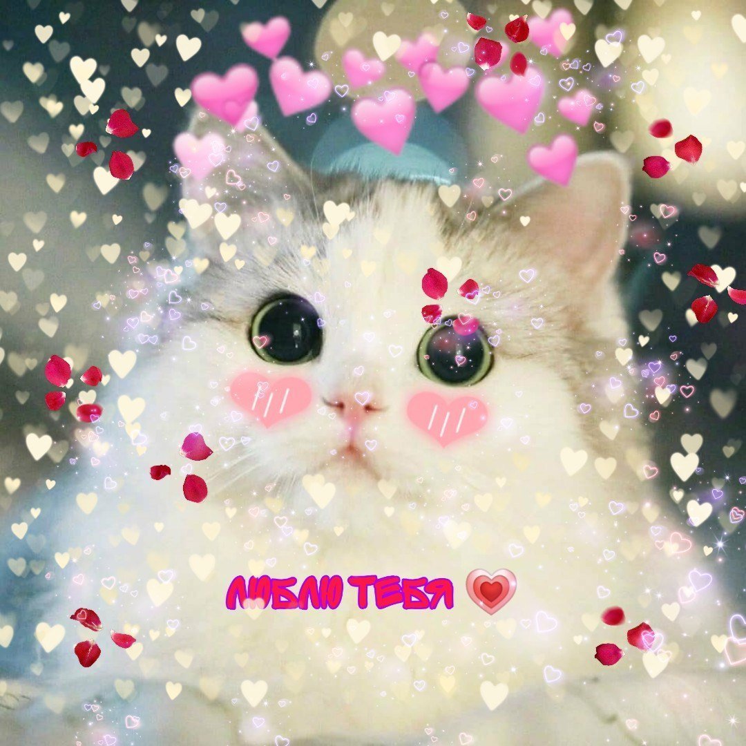 Кошка с сердечком