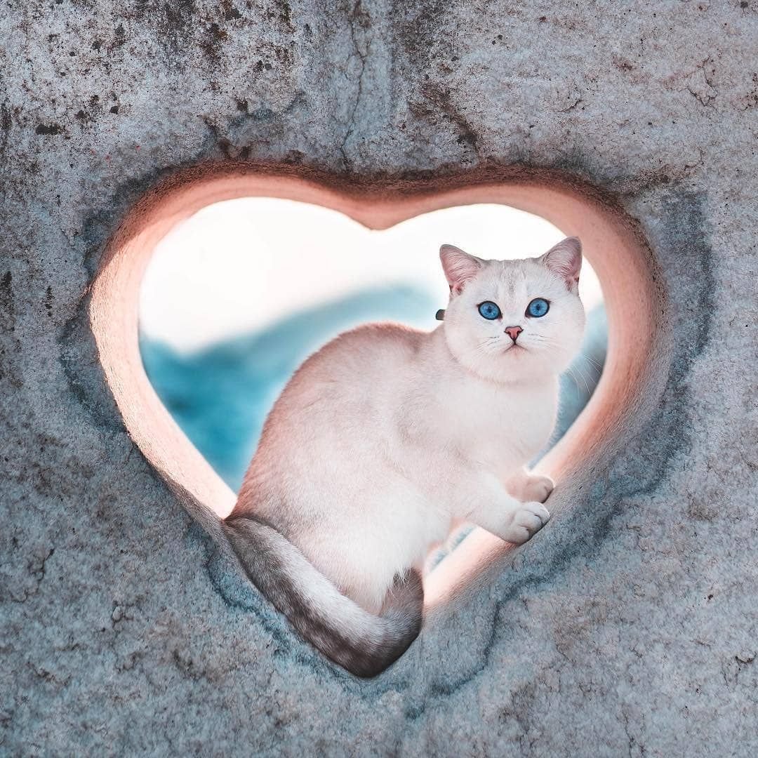 Черный кот с сердечком