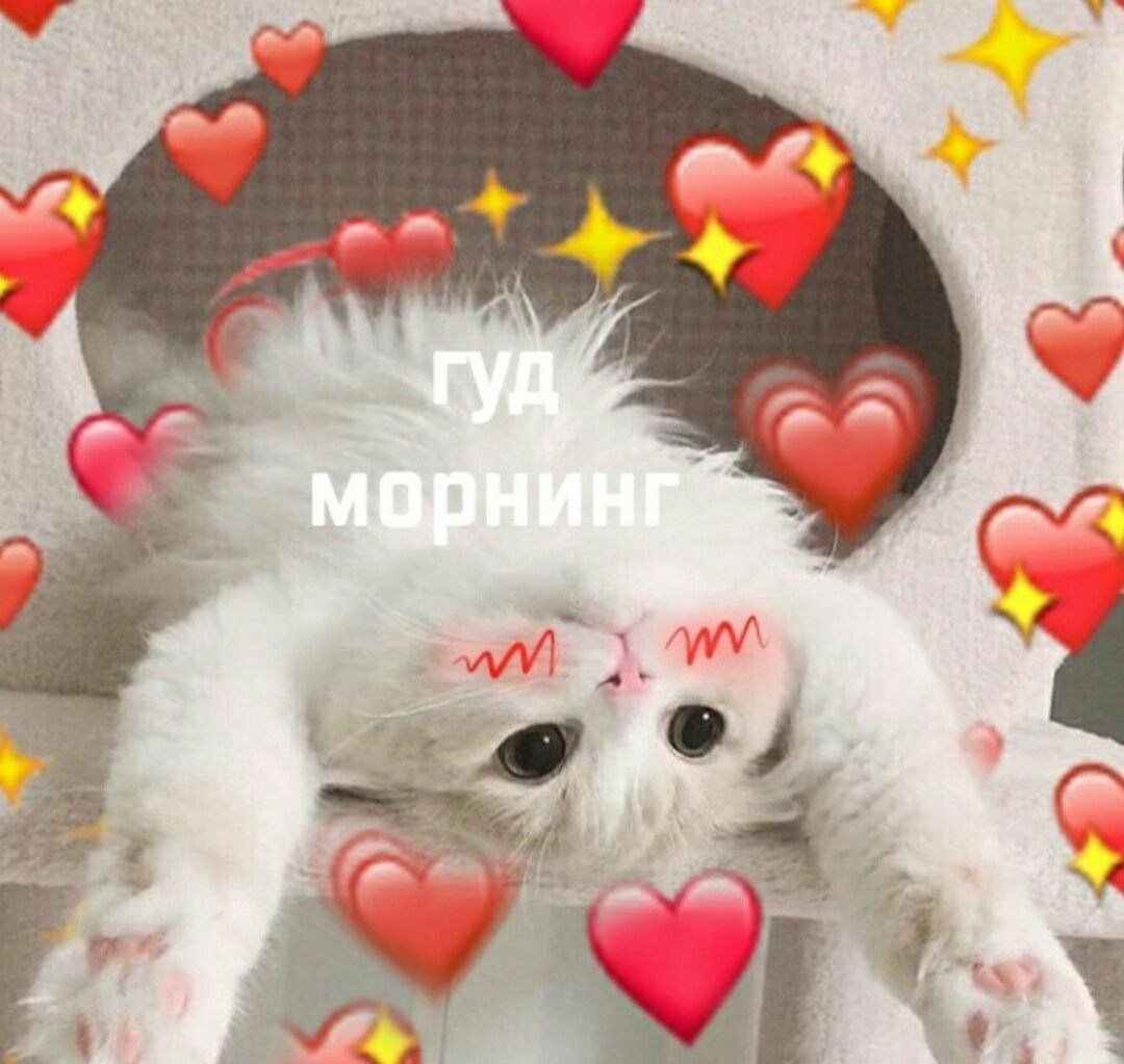 Котики с сердечками