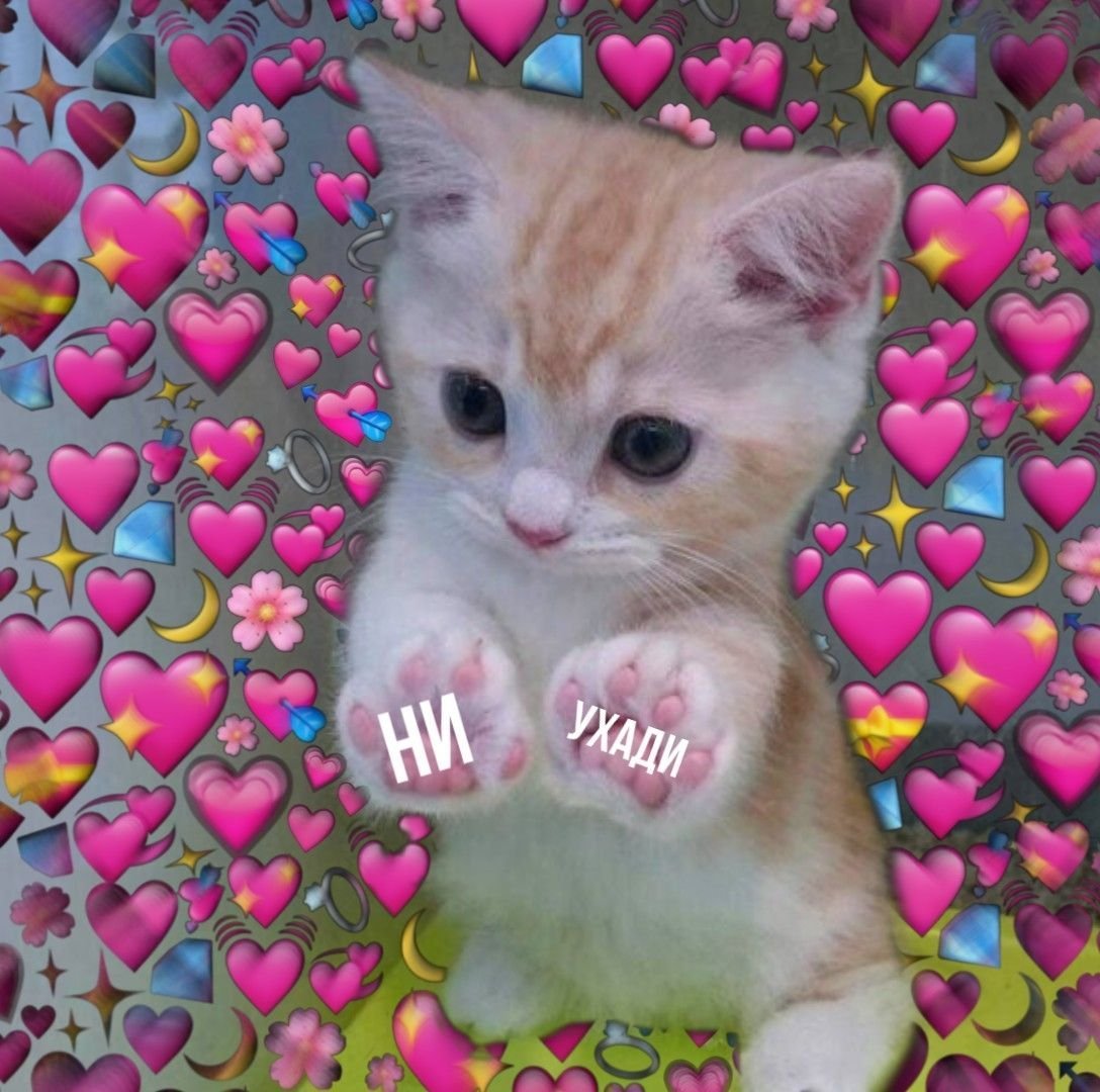Котики с сердечками