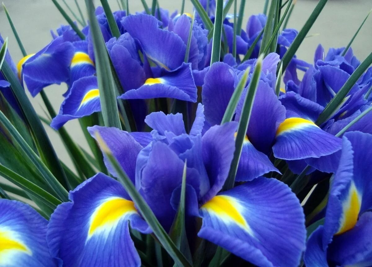 С днем рождения ирисы