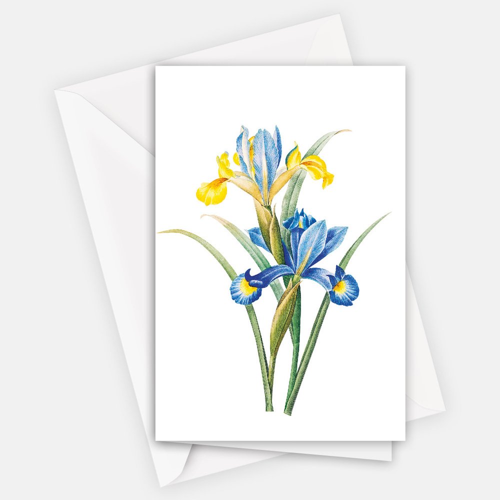 Гладиолусы фрезии ирисы