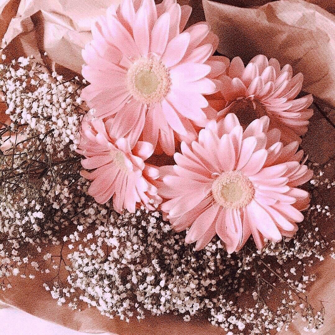 Гипсофилы и герберы