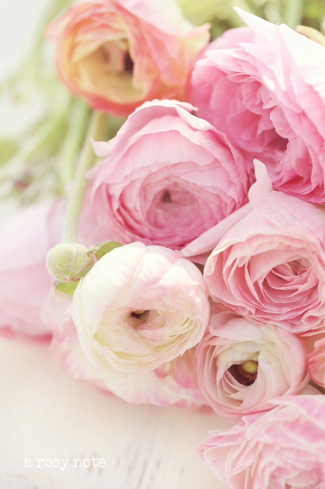 Ранункулюс нежный