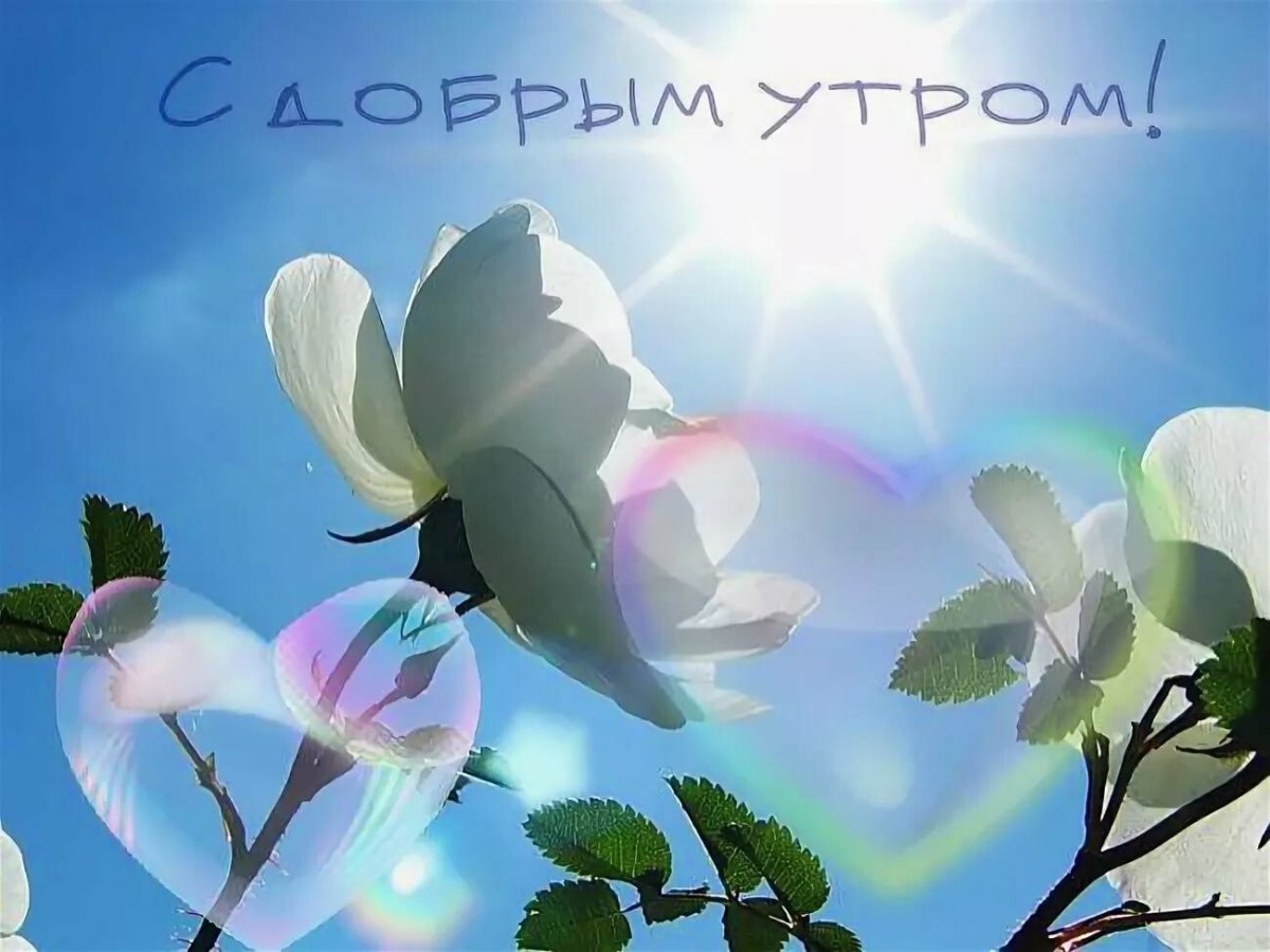 Открытки с добрым утром с природой