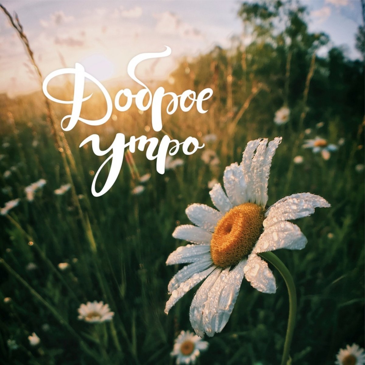 Доброе утро жизнь