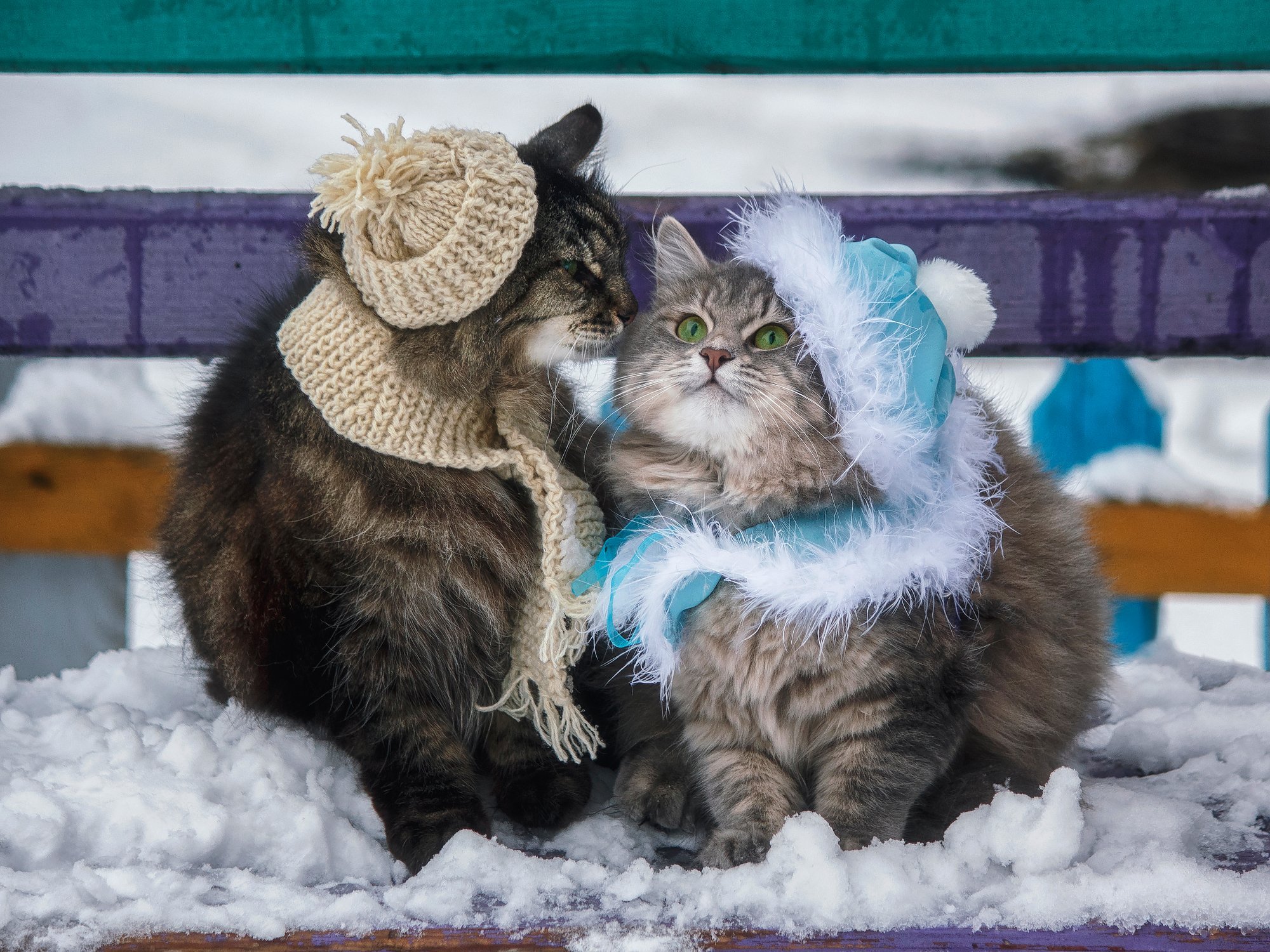 У нас живет чудесный кот. Зимние котики. Кошки зимой. Доброе утро зима кот. Доброе зимнее утро с котятами.