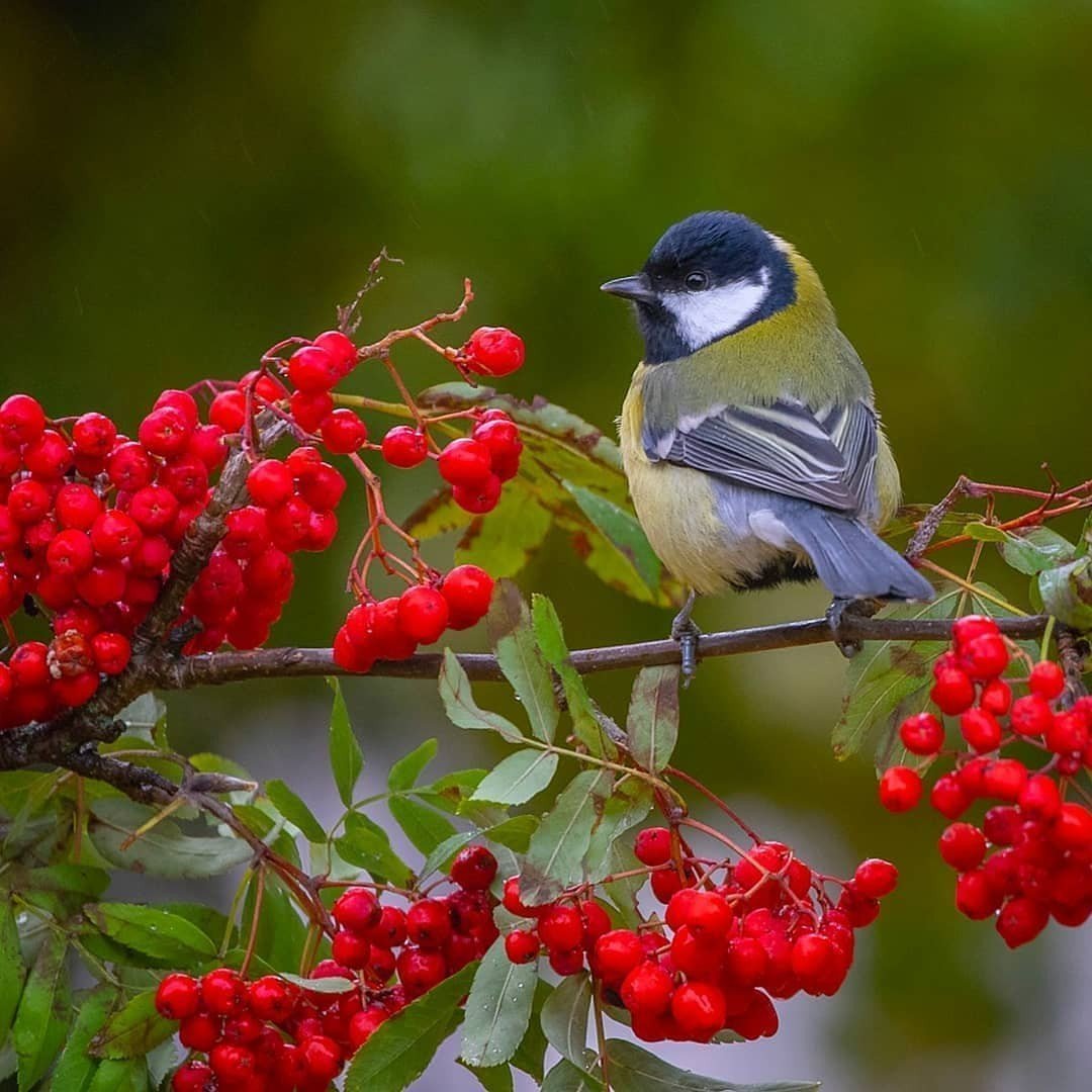 Синица на рябине