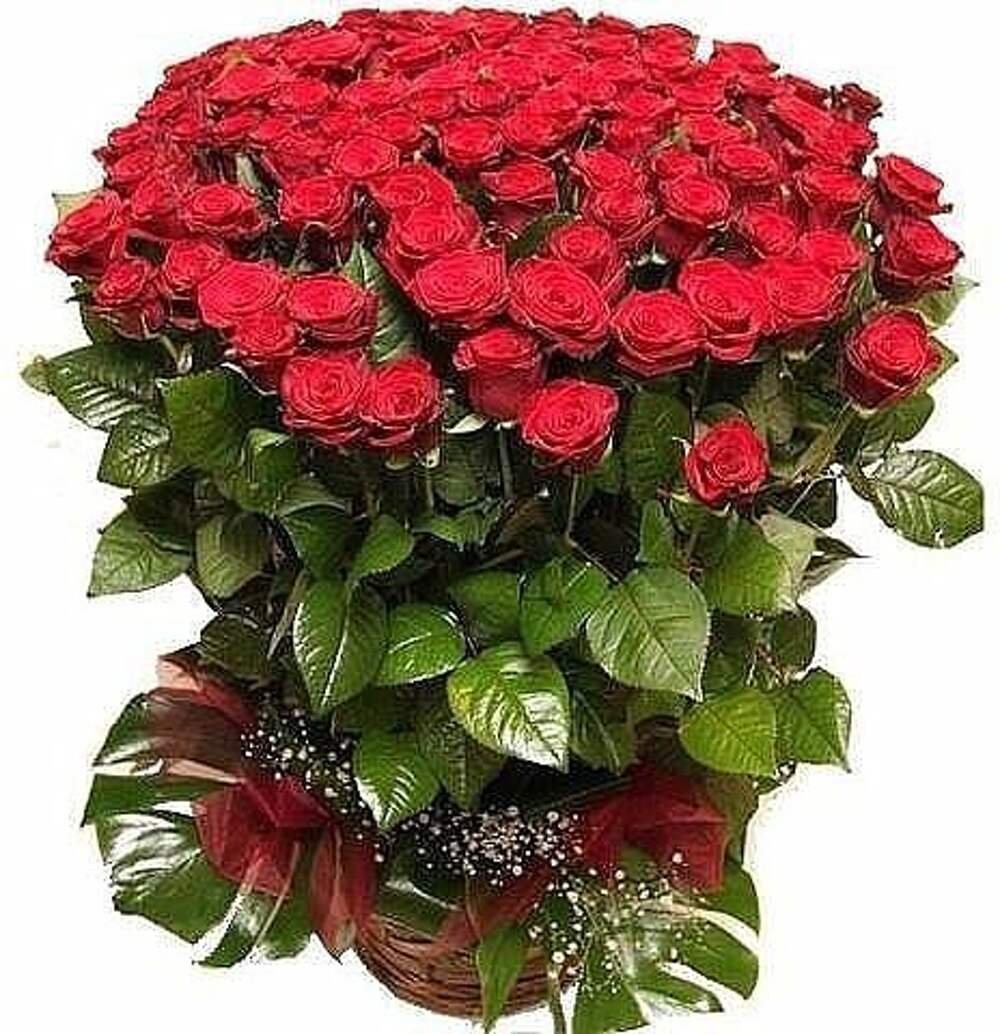 Шикарные розы с днем рождения