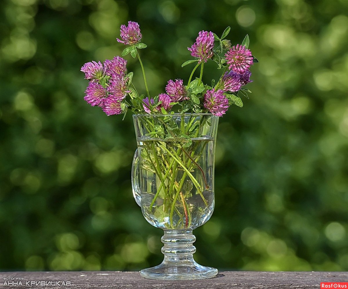 Ирландский сладкий Клевер