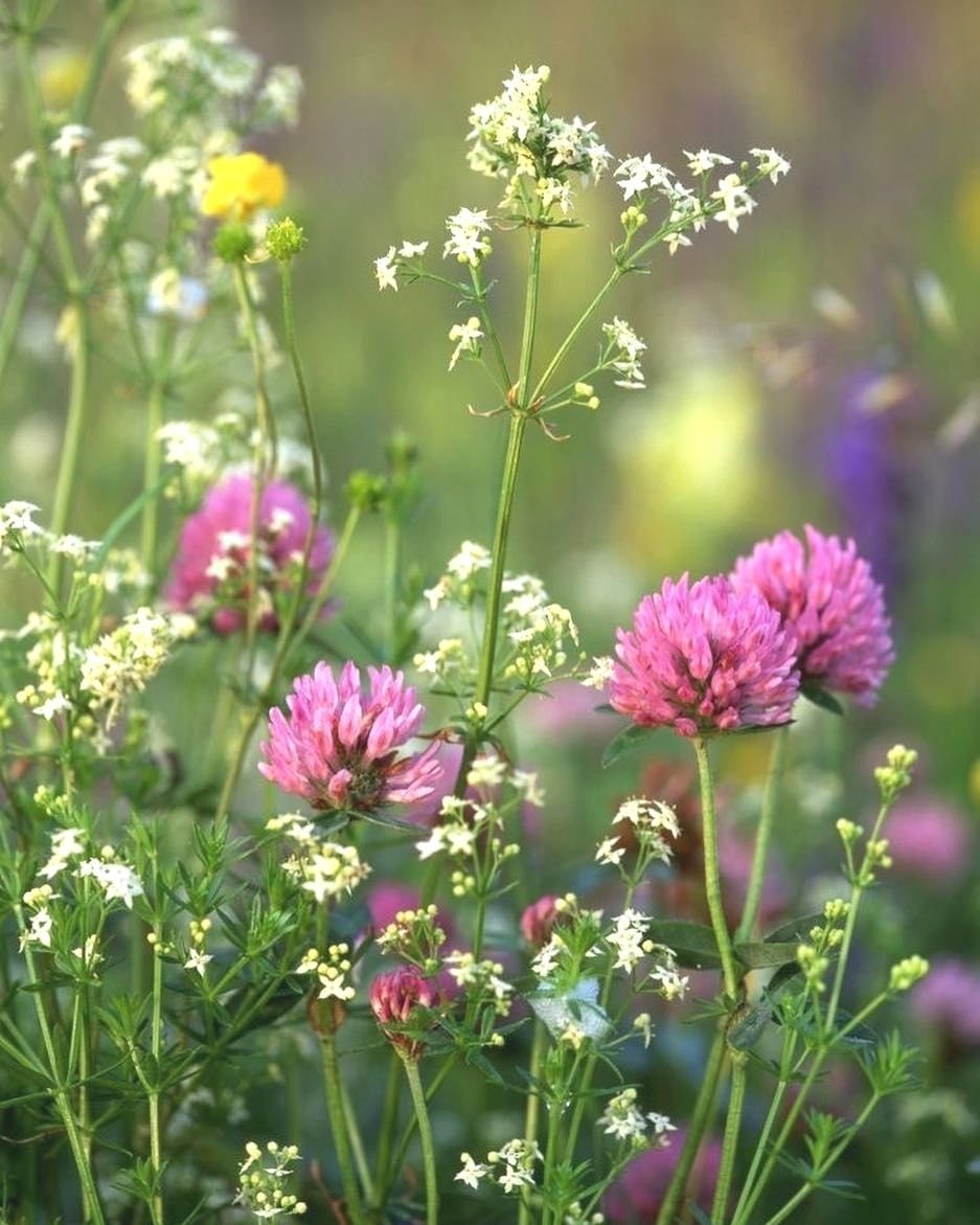 Многолистник Луговой