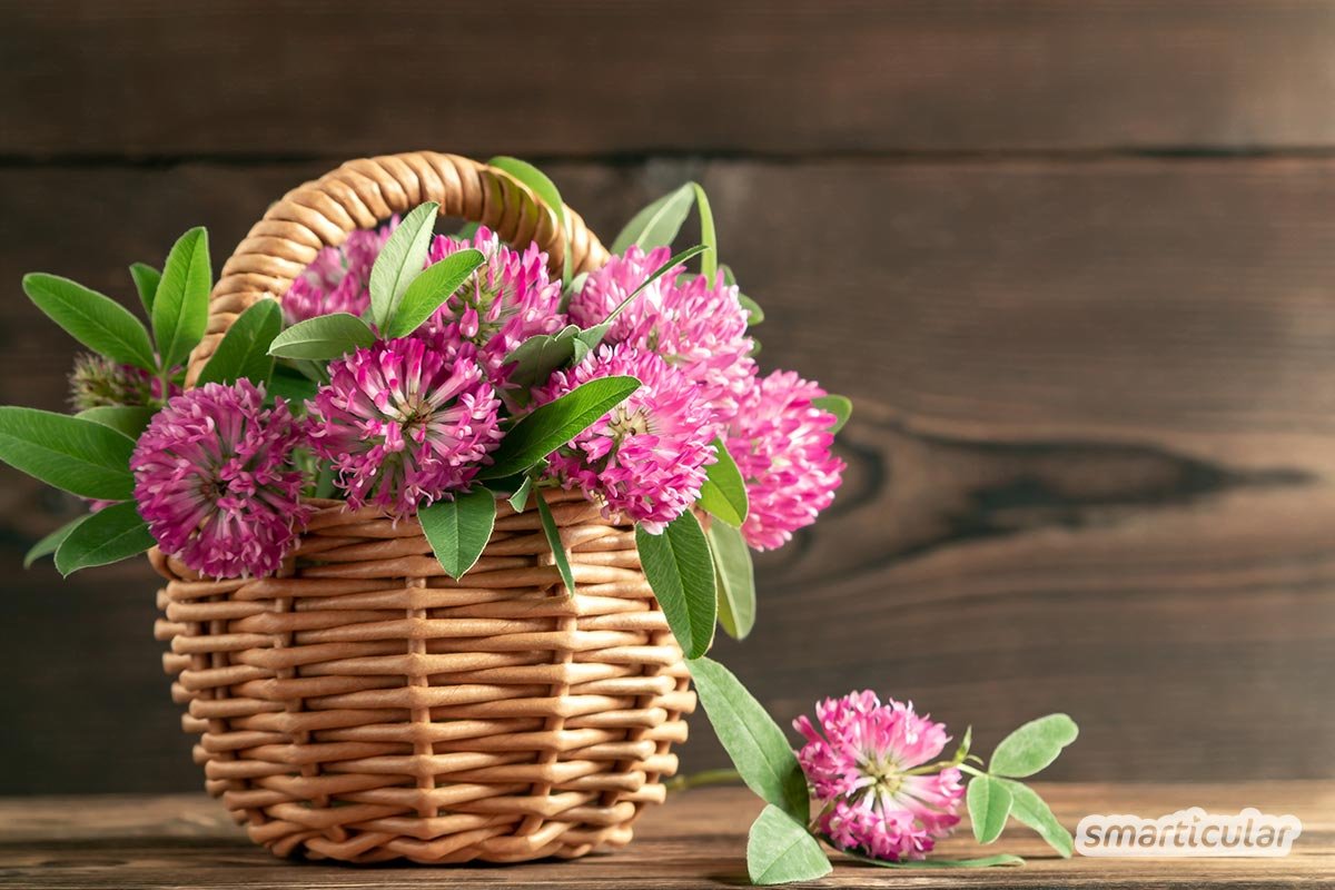 Клевер Луговой четырехлистный