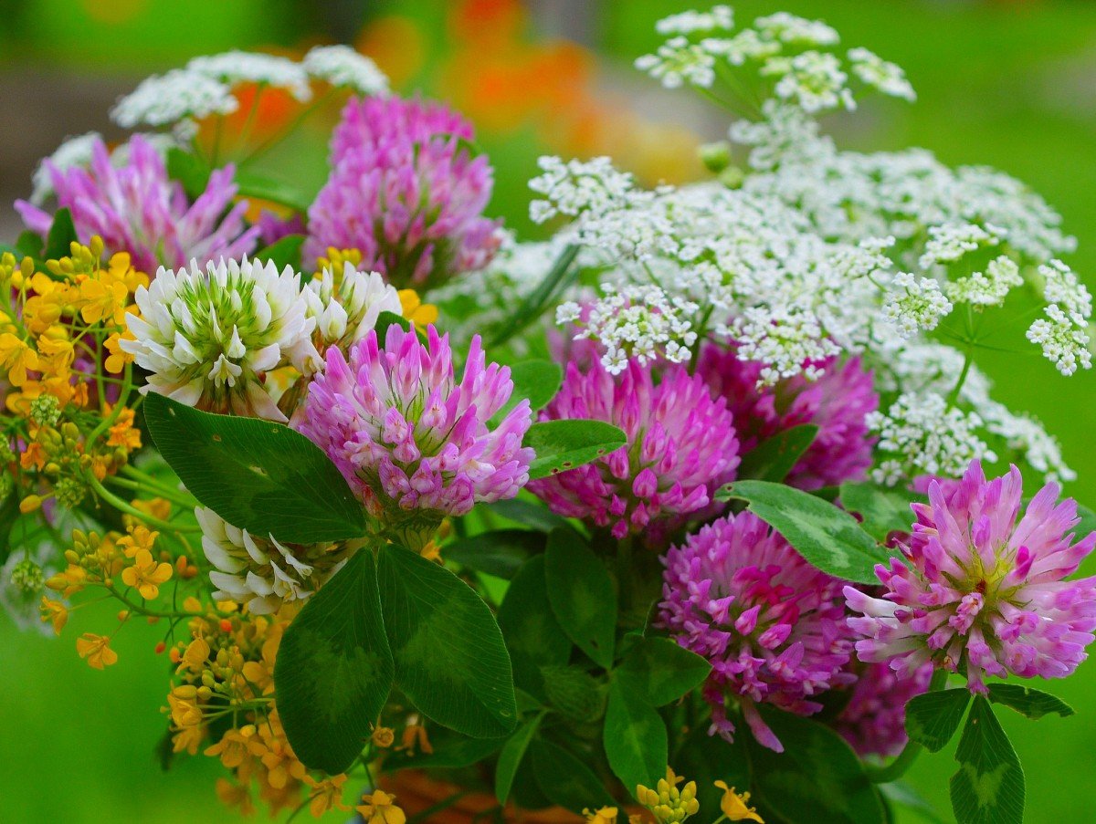 Полевые цветы Klever