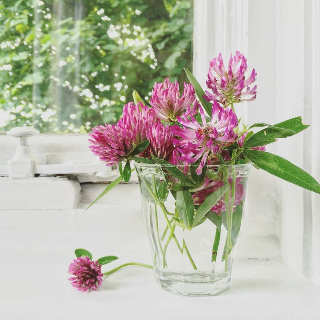 Клевер в вазе