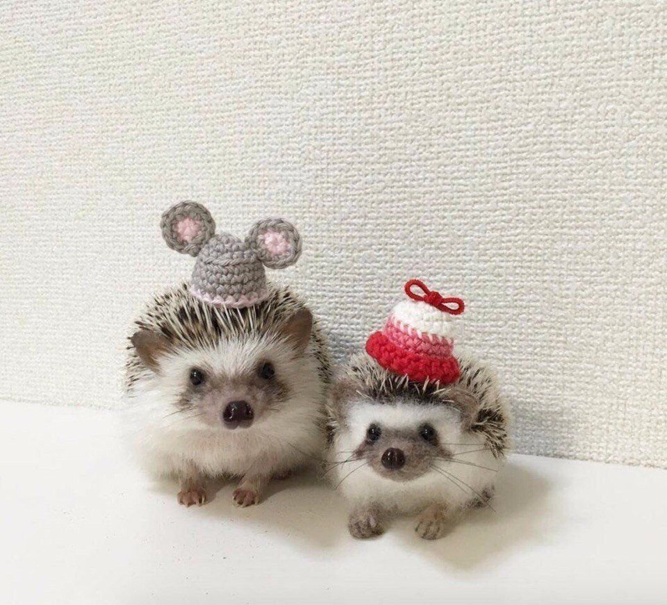 Древесный орангутановый еж