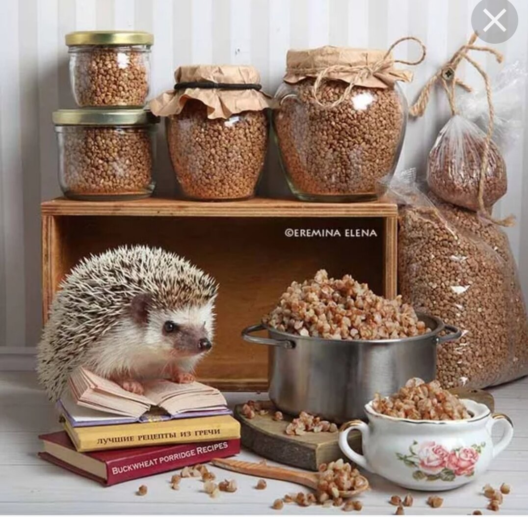 С днем рождения Ежик