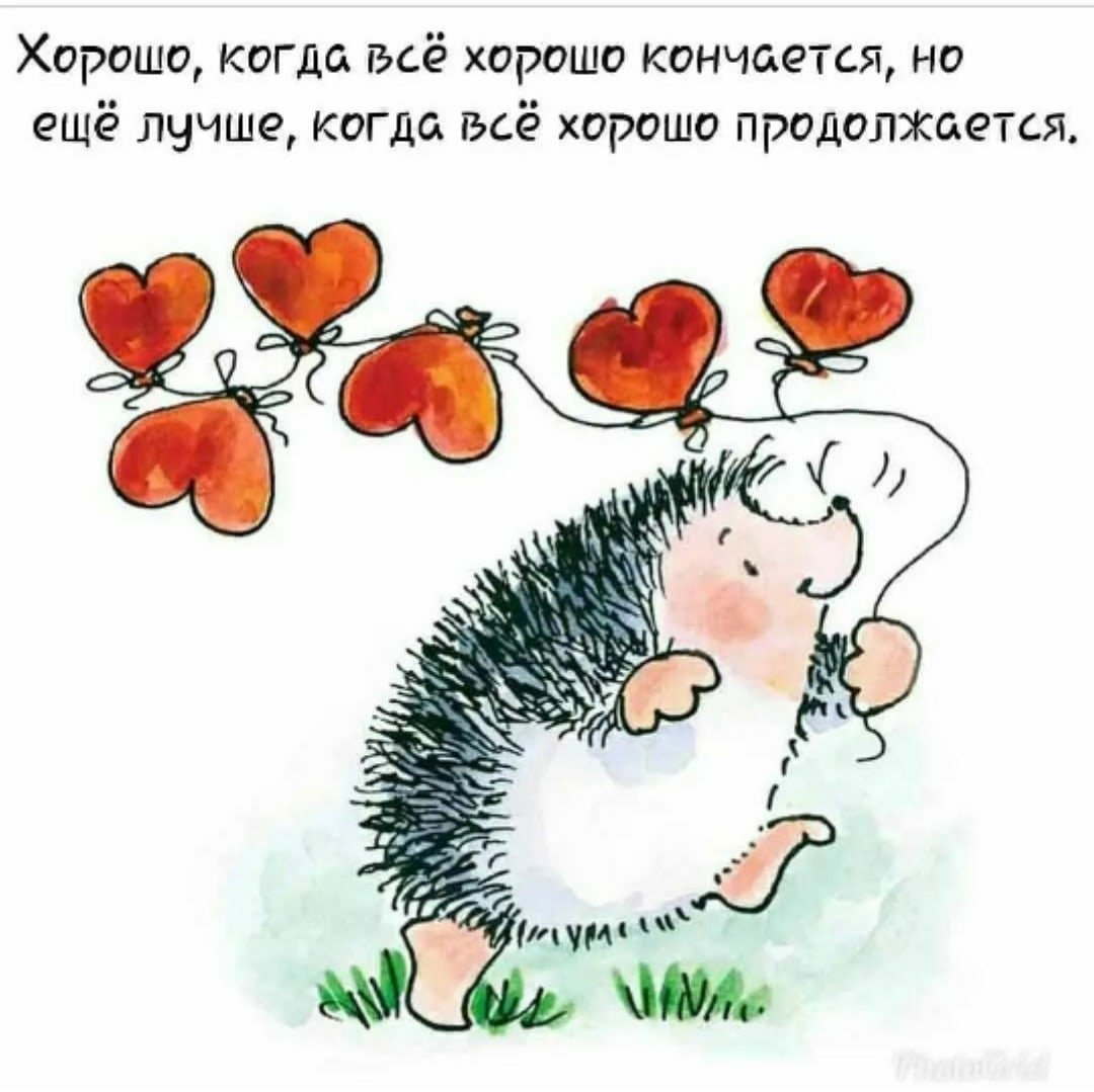 Mr.Pokee очаровательный ёж-путешественник