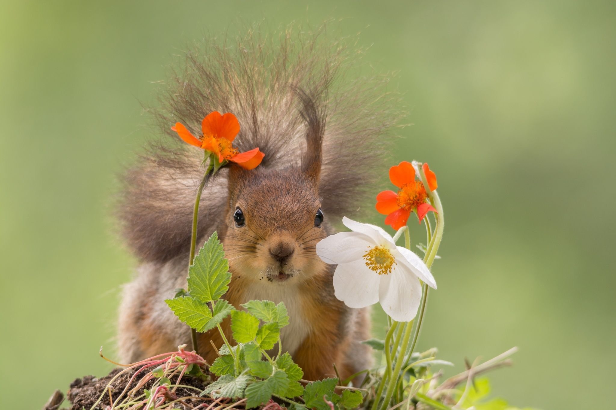Фото хорошего настроения. Животные весной. Белочка с цветочком. Забавные животные с цветком. Цветы и животные.