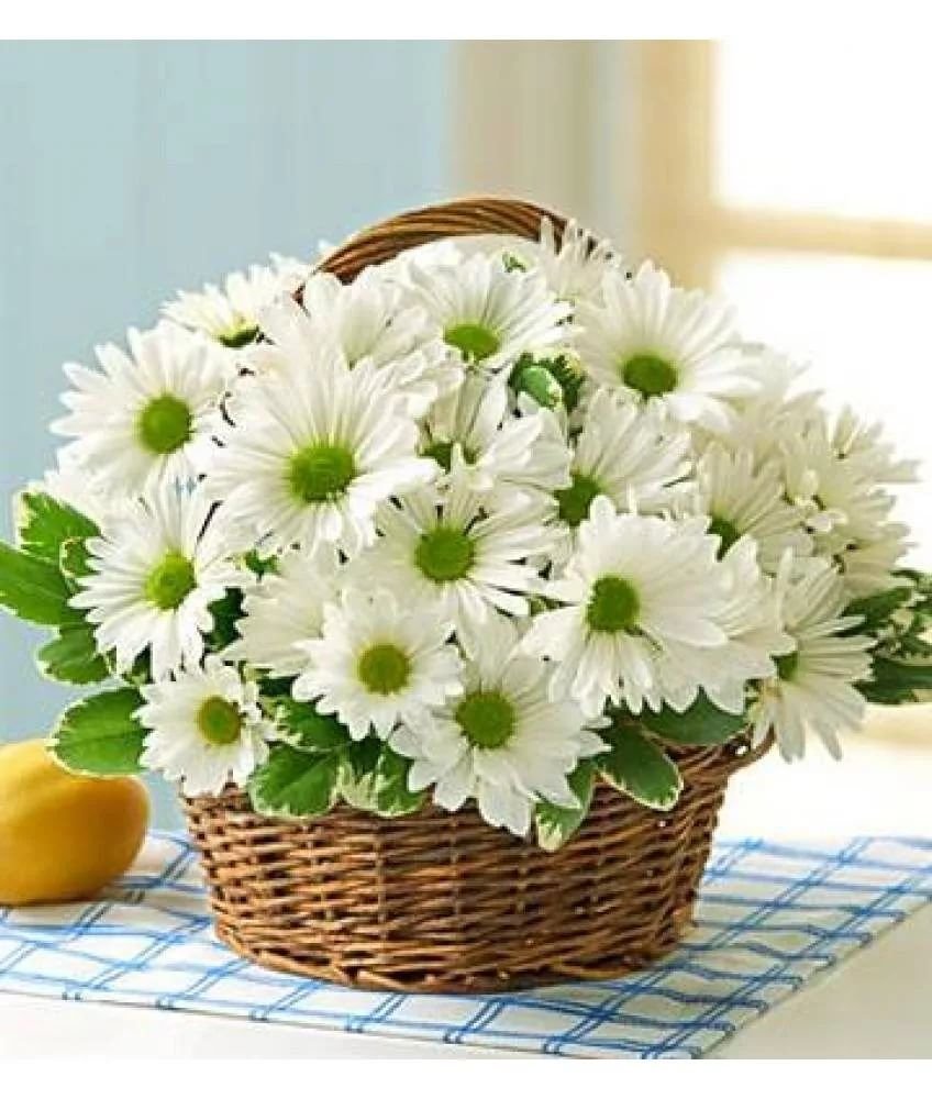 Букеты ромашек с пожеланиями