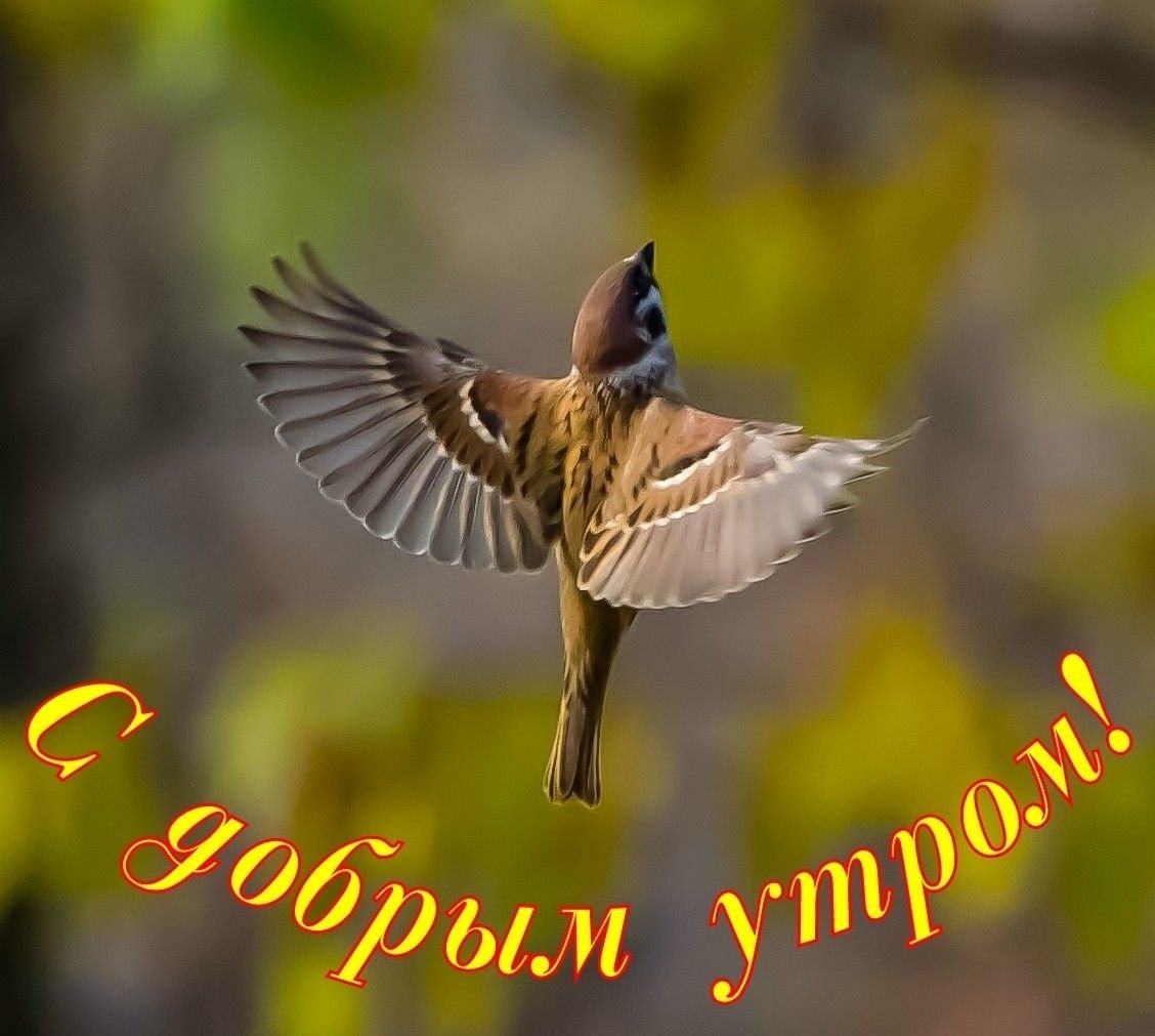 Доброе утро с птицами