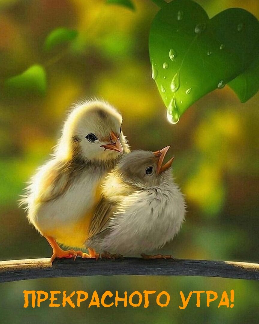 Доброе утро птички поют