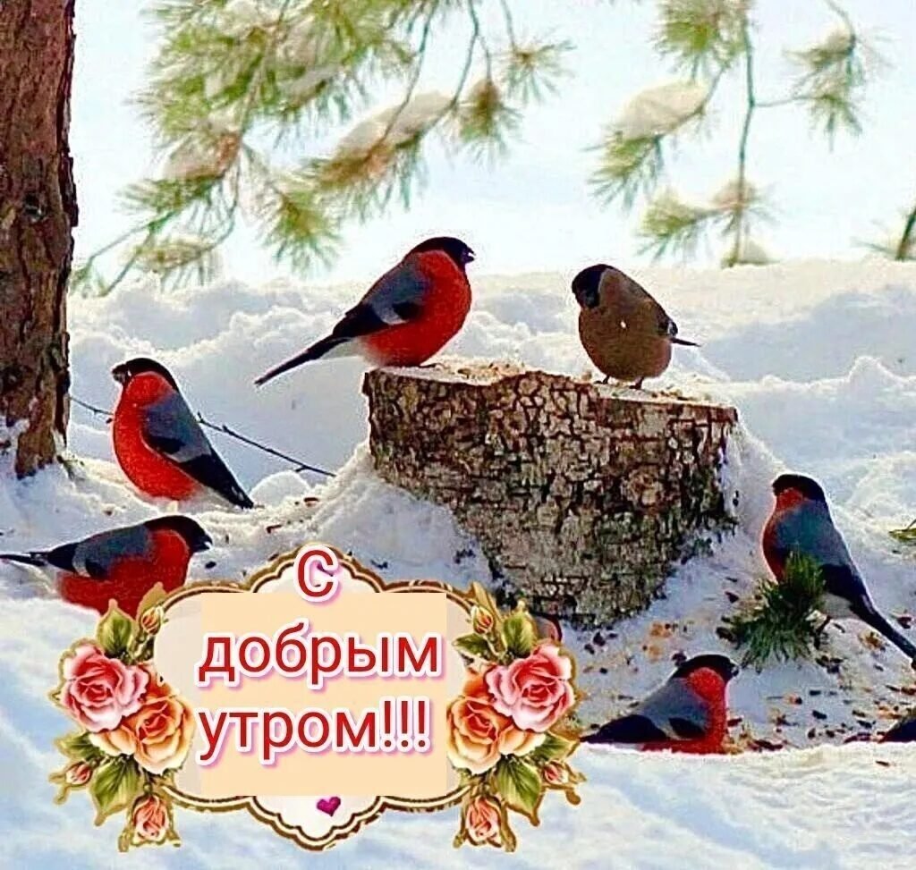 Доброго зимнего утра с птичками