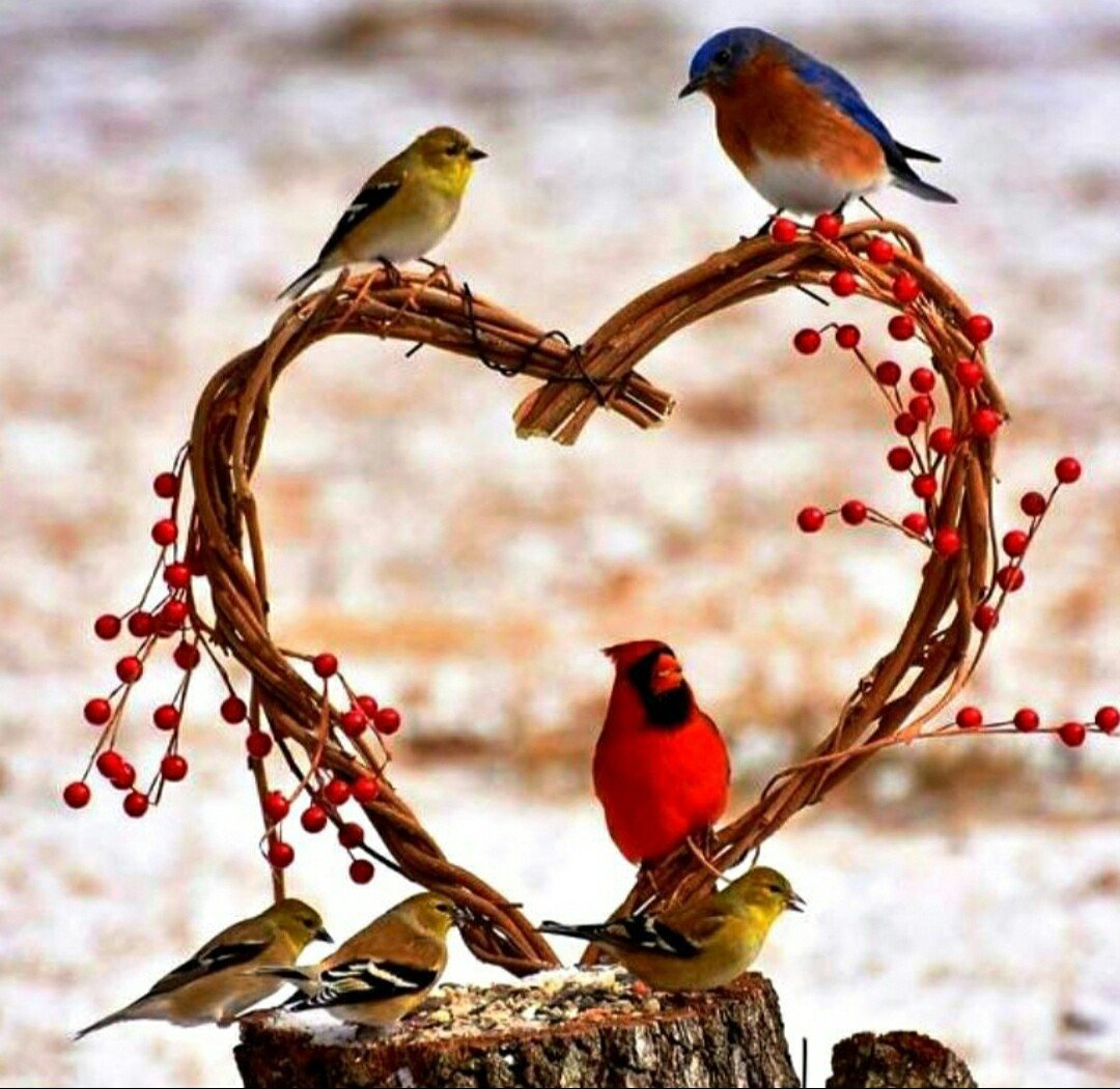 Доброе утро с птицами