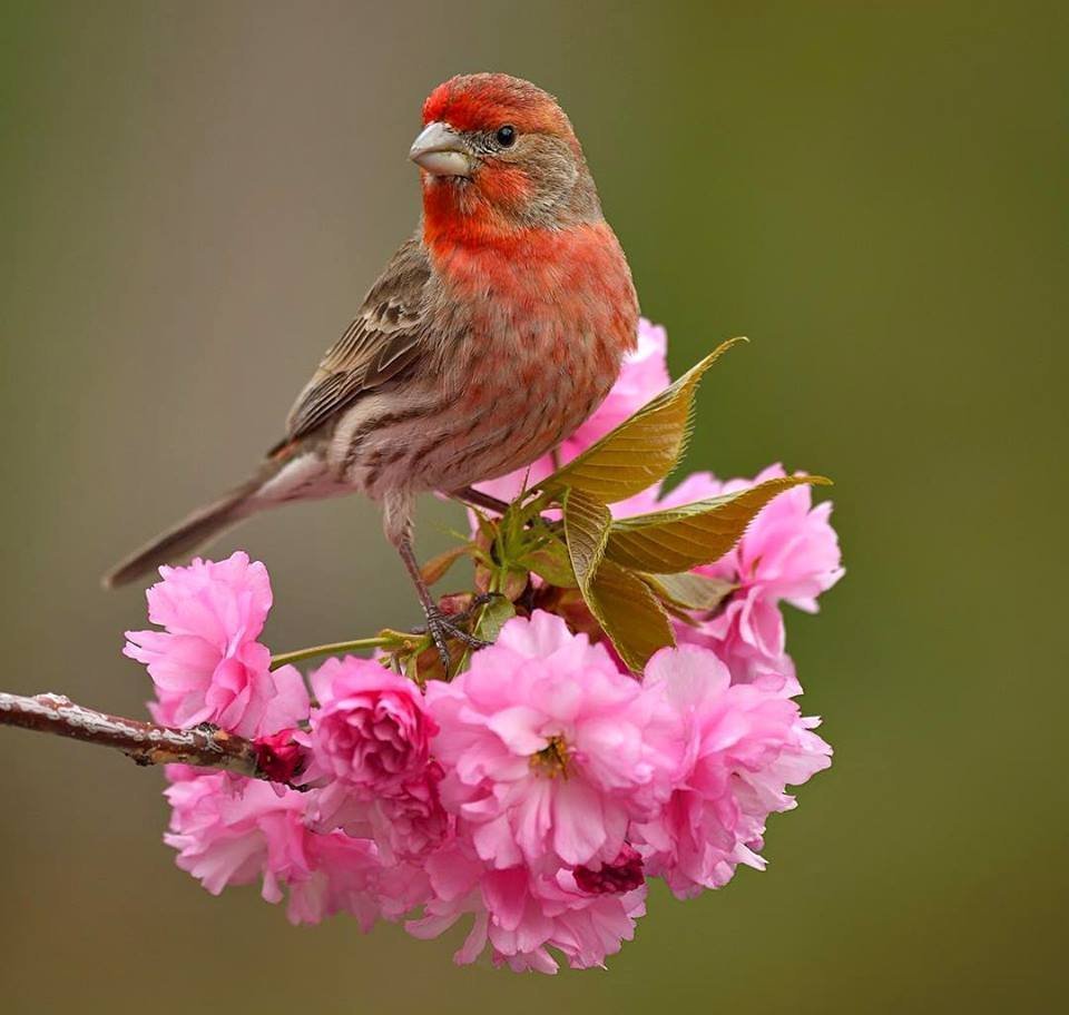 Доброе утро с птицами