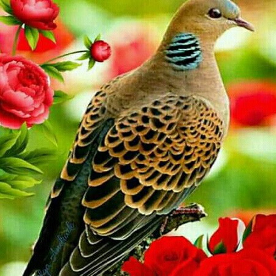 Утро птички