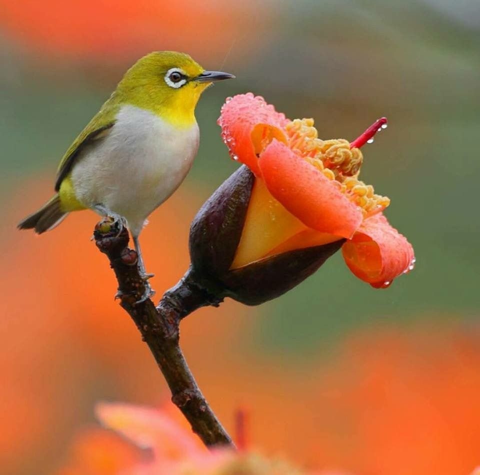 Ранняя птичка