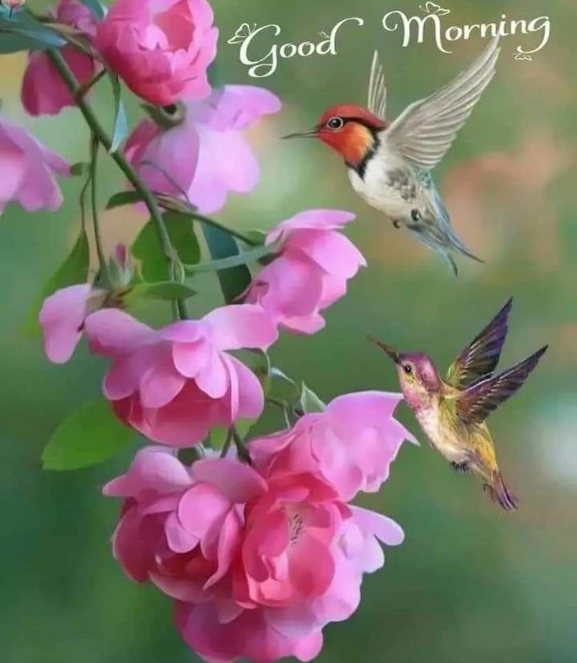 Чудесного дня с птичками