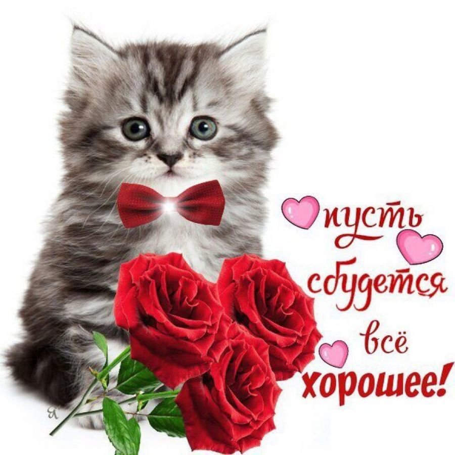 Цветы макро розы красные