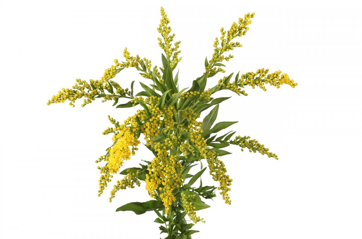 Солидаго сиреневый