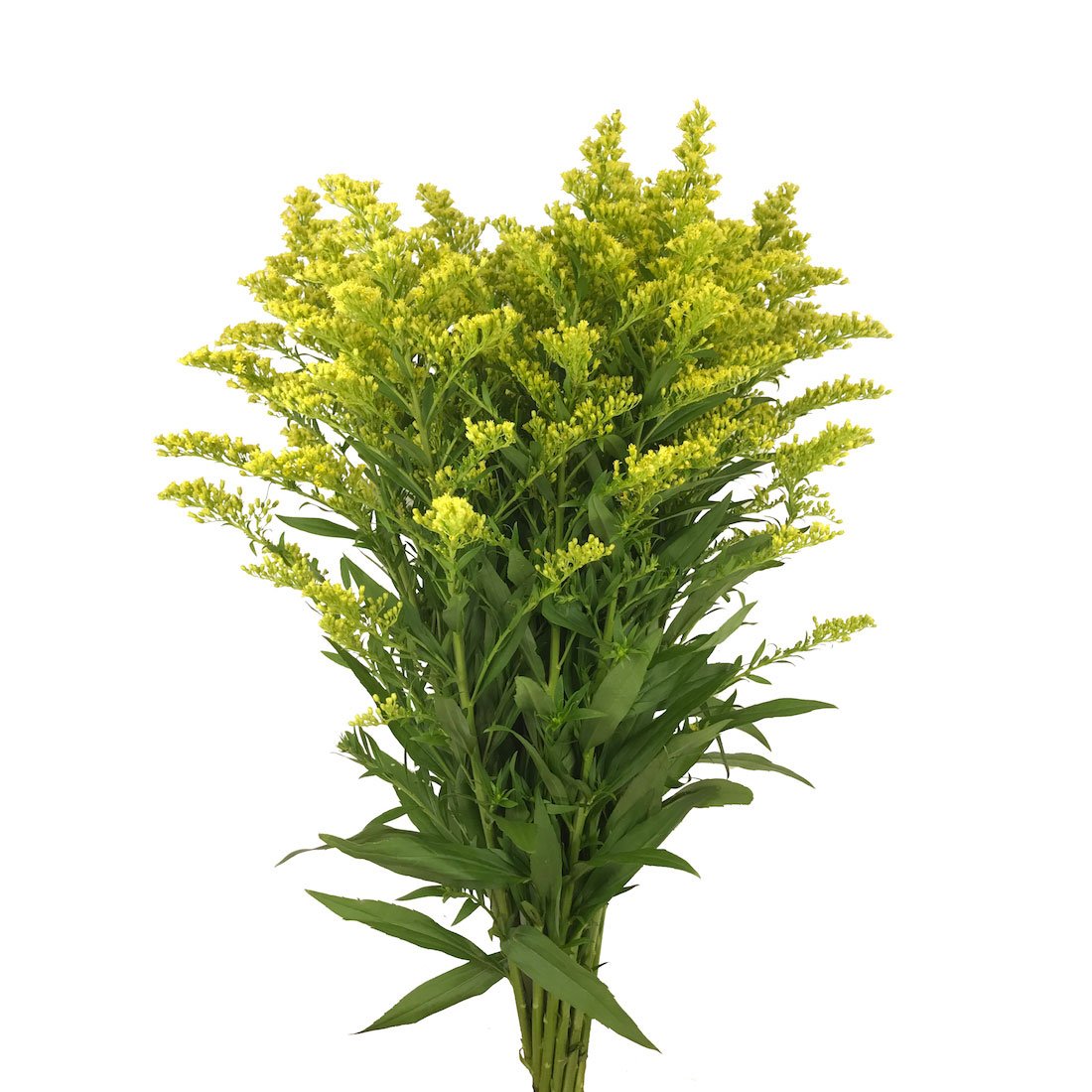 Ирисы и солидаго