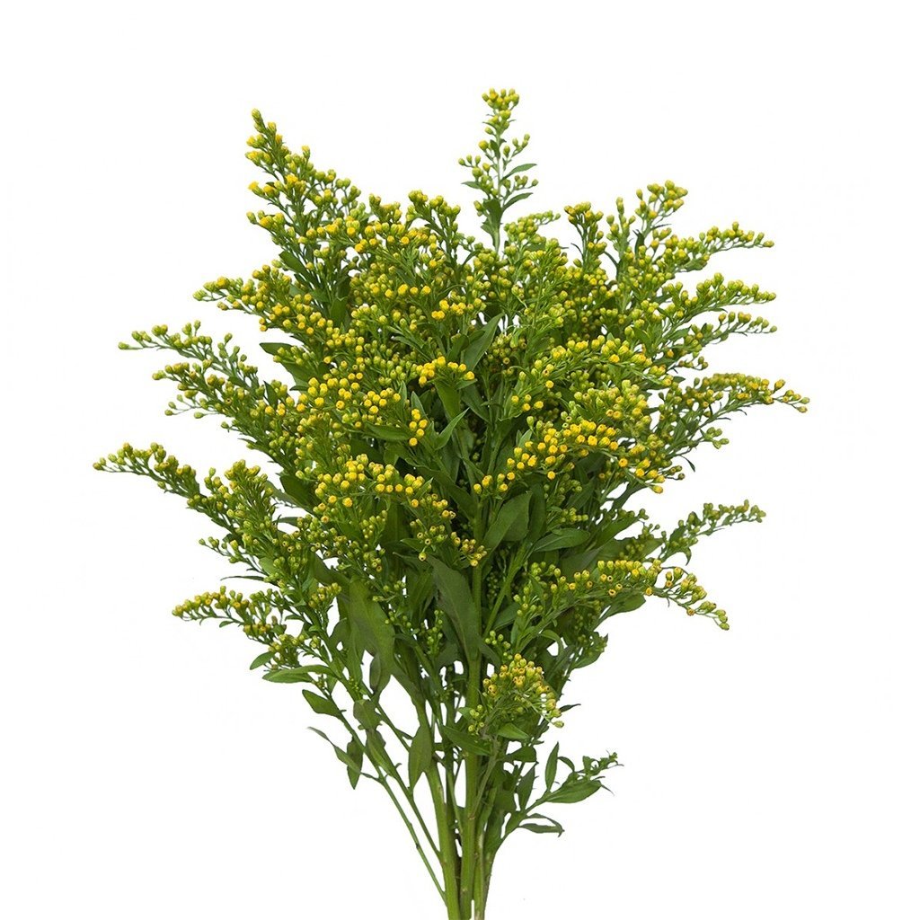 Хризантема с солидаго