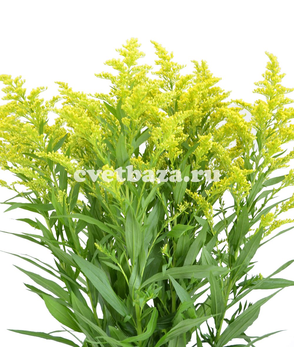 Букет из гербер и солидаго