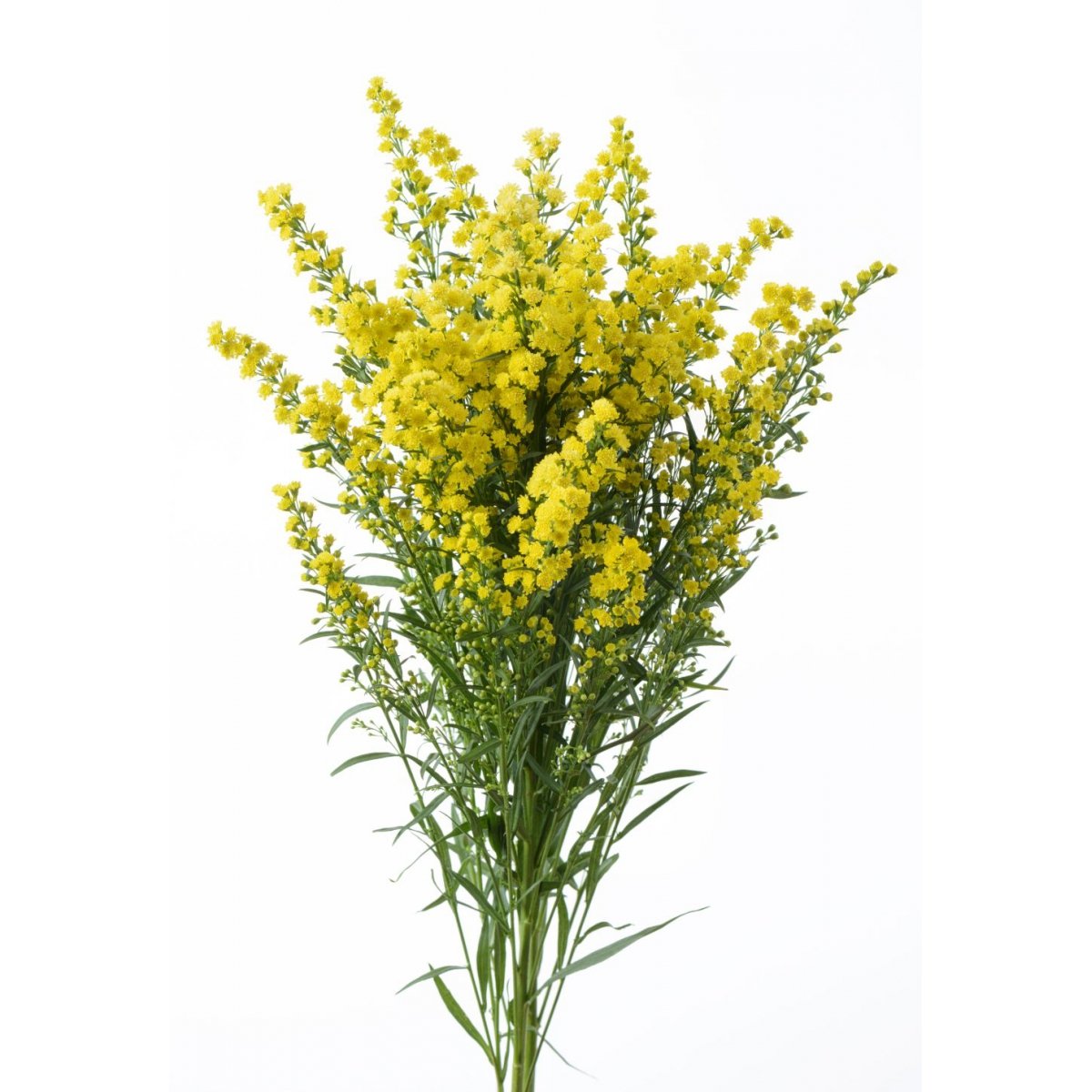 Хризантема кустовая корона желтая