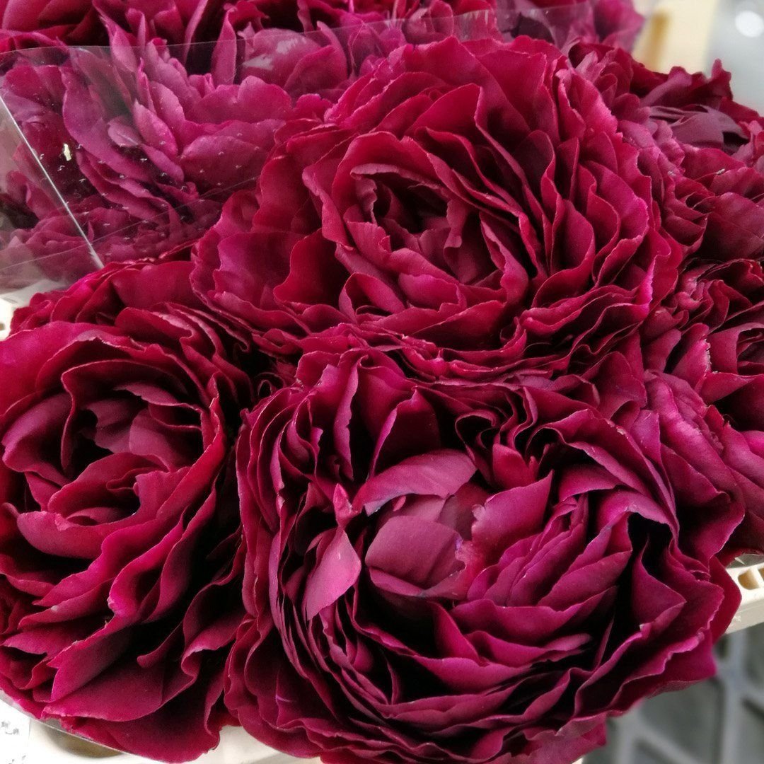 Малиново бордовый пион