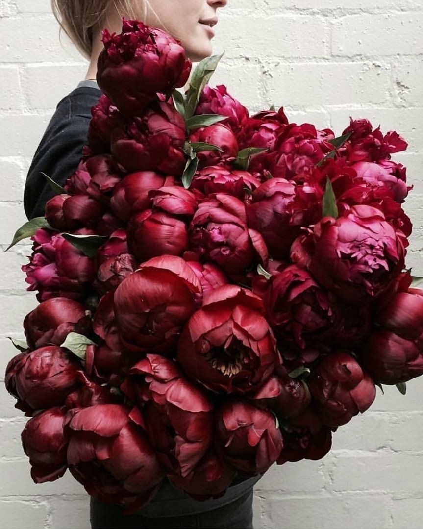 Винные пионы