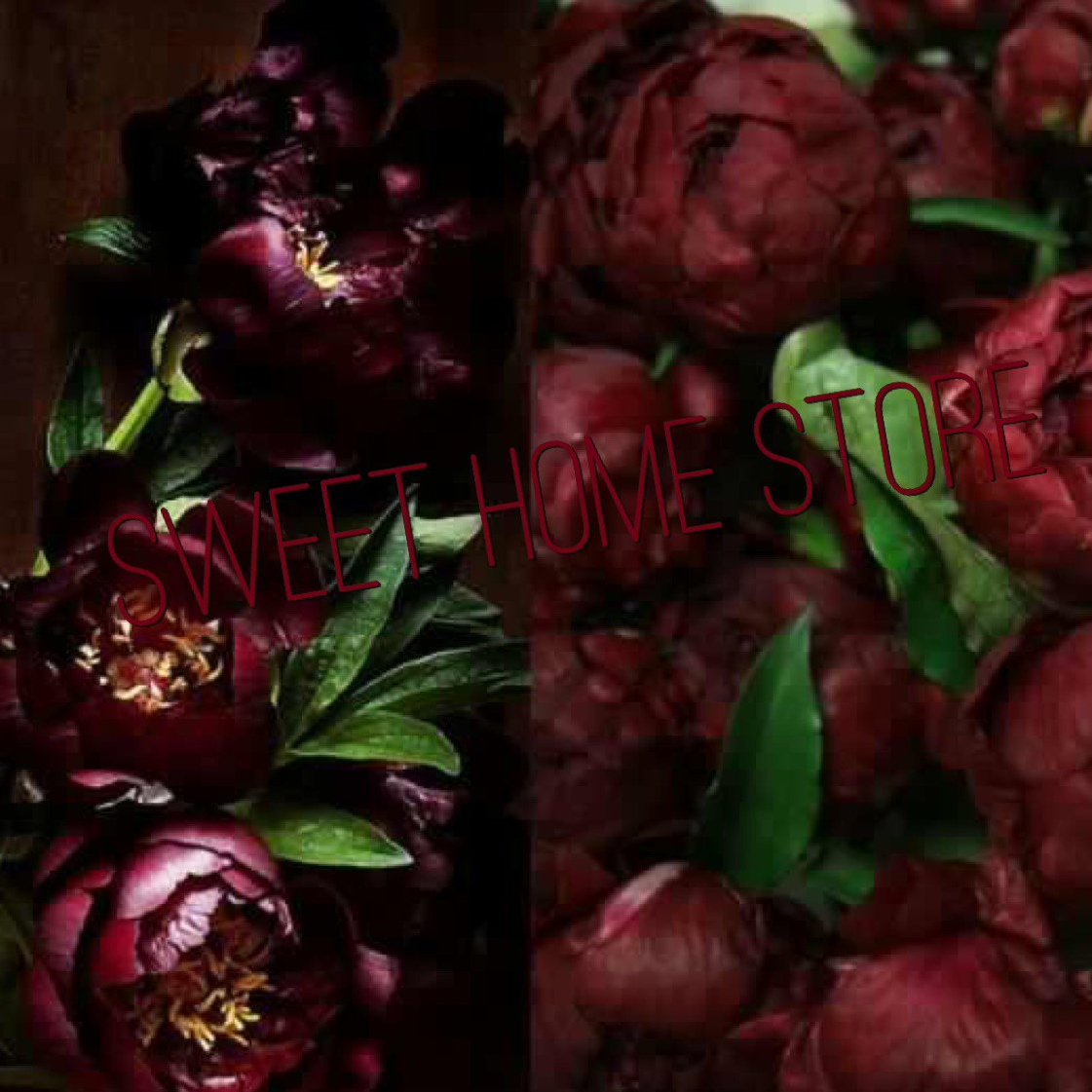 Пионы Бургундия