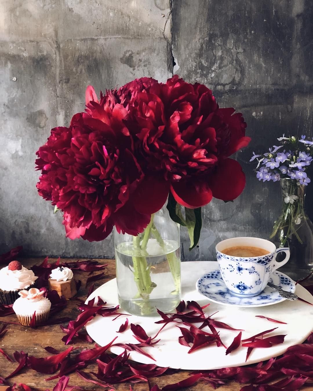 Бордовые пионы вектор