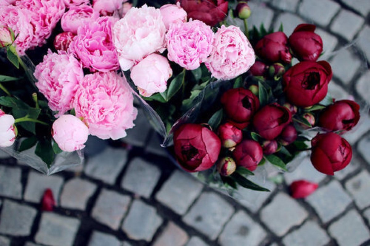 Красно бело розовые пионы