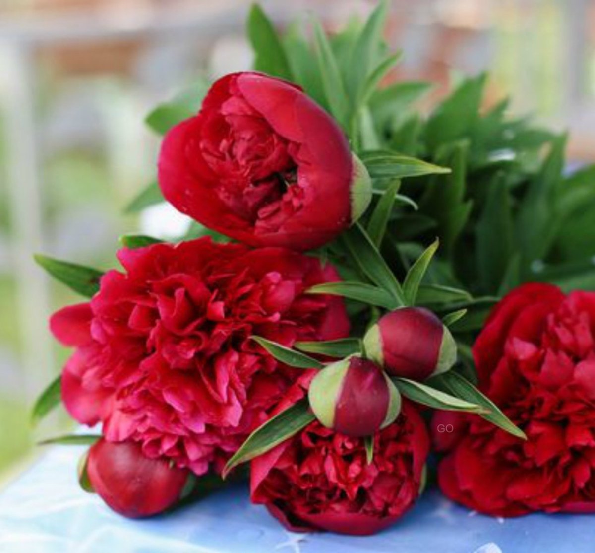 Пионы бордовые и розовые