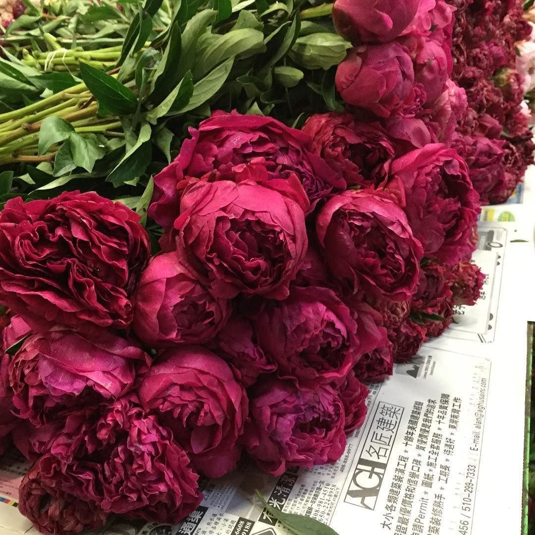 Пион бордо Эстетика