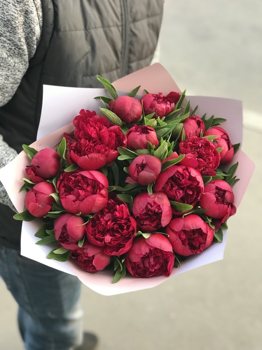 Пионы Бургундия