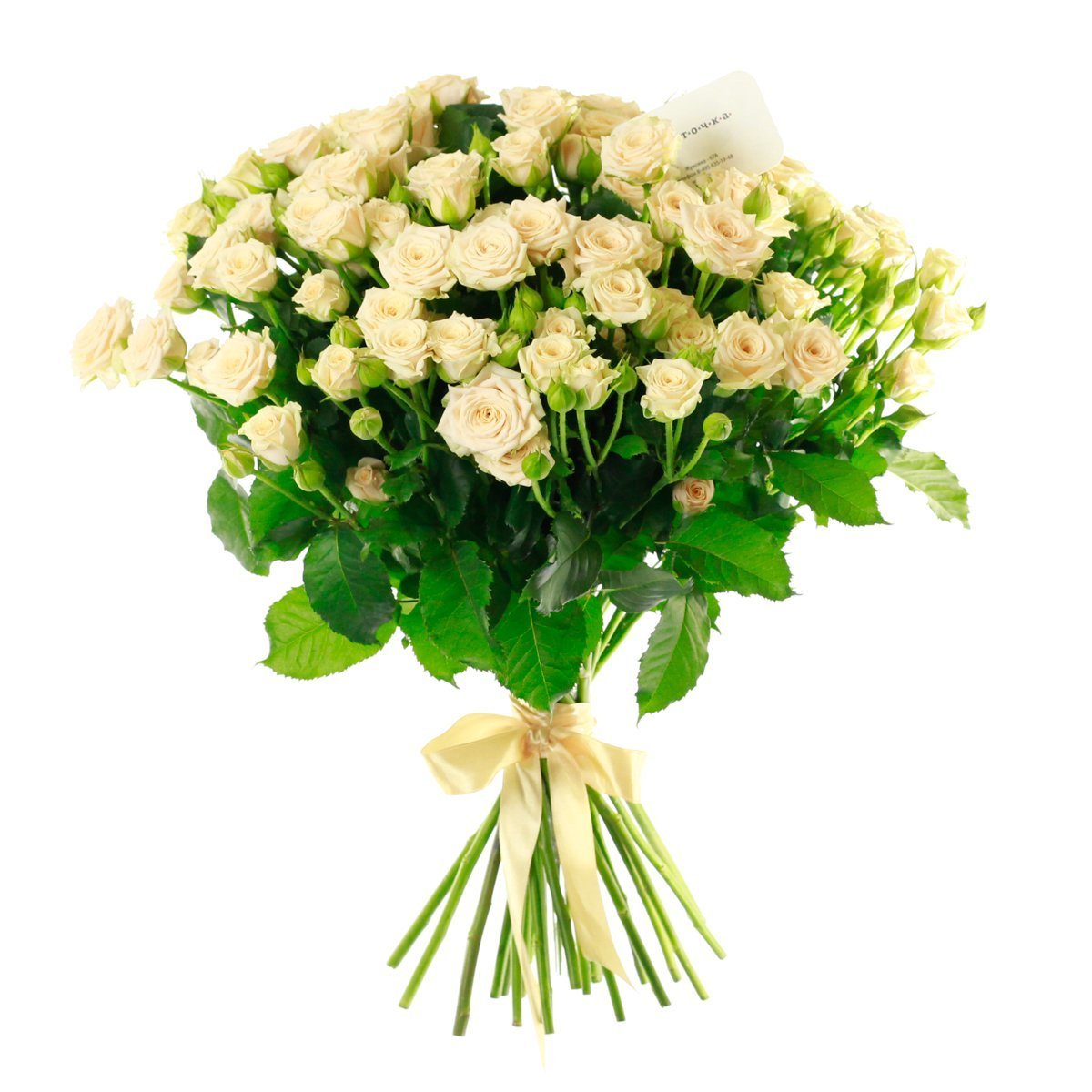 Кустовые розы "Сноуфлейк"