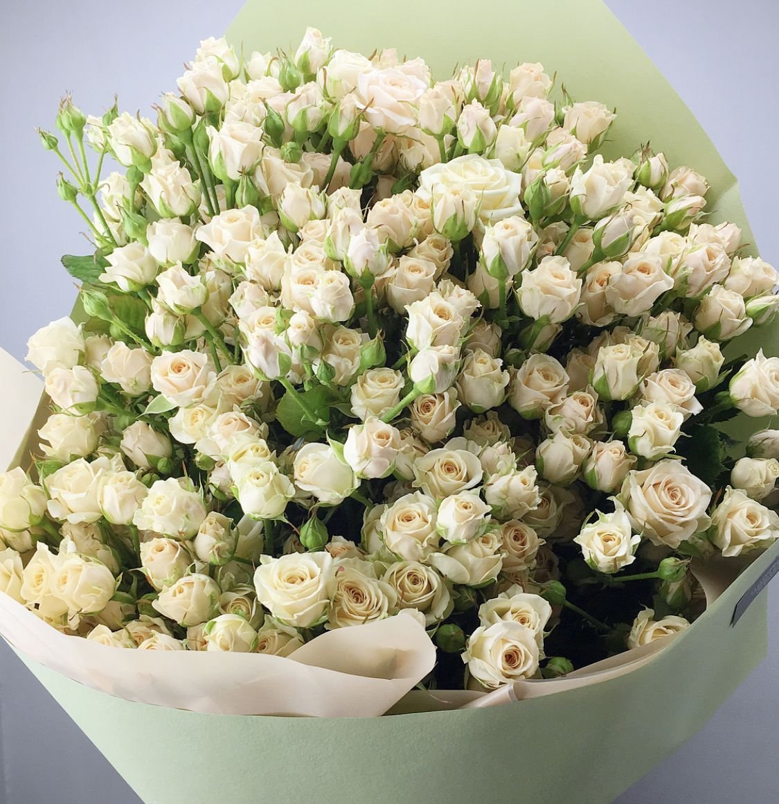 Кустовые розы "Сноуфлейк"