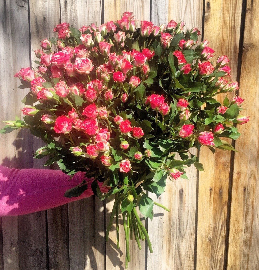 Кустовая роза мелкоцветка