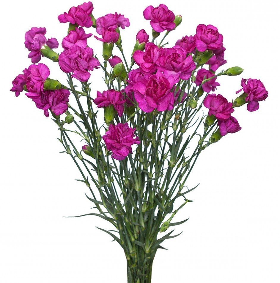 Гвоздика монпелийская